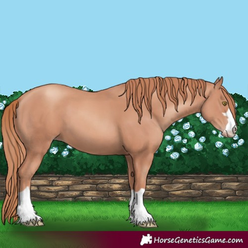 Horse Color:Gold Champagne