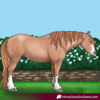 Horse Color:Gold Champagne 