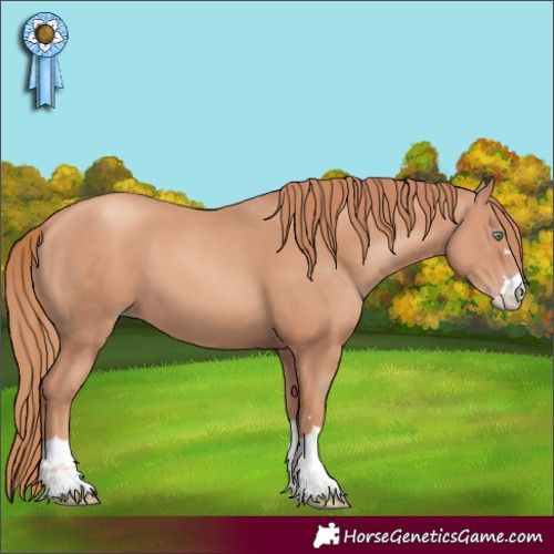 Horse Color:Gold Champagne 