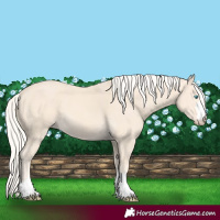 Horse Color:Cremello 