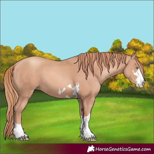 Horse Color:Gold Champagne 