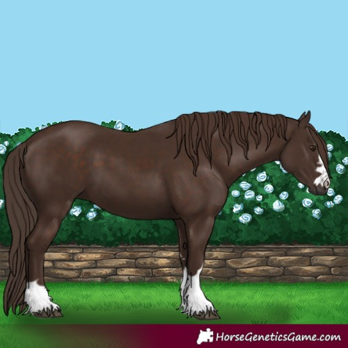 Horse Color:Liver Chestnut 