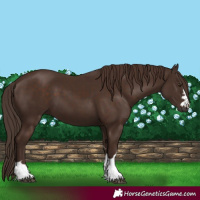 Horse Color:Liver Chestnut 