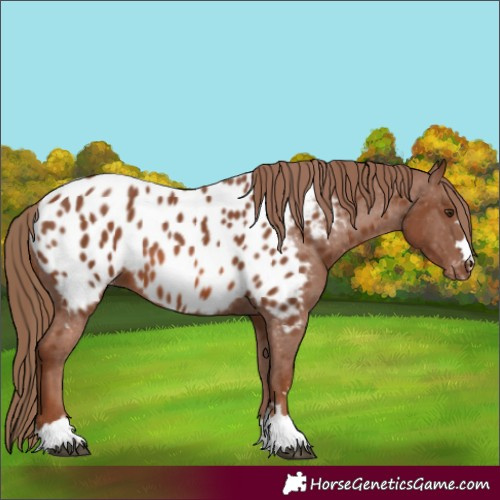 Horse Color:Chestnut Appaloosa 