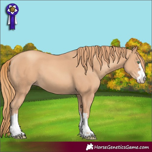 Horse Color:Gold Champagne 