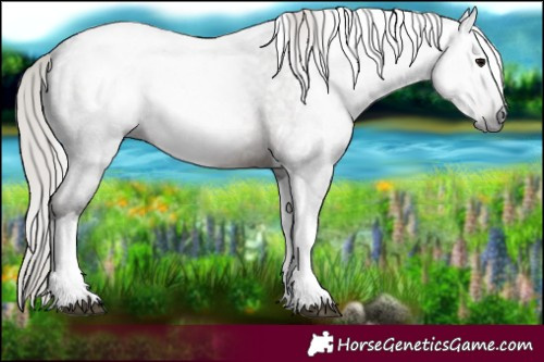 Horse Color:Gray Silver Blue Roan Tobiano 