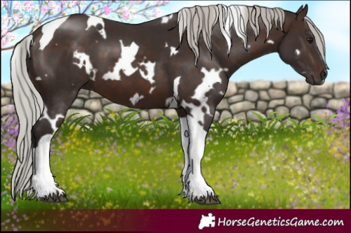 Horse Color:White Spotted Silver Brown Tobiano 