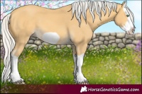 Horse Color:Silver Amber Cream Champagne Splash Frame 