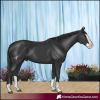 Horse Color:Black Splash