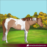 Horse Color:Red Dun Tobiano Rabicano 