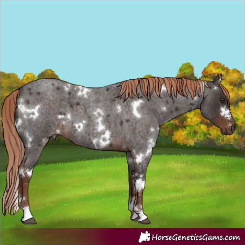 Horse Color:White Spotted Liver Red Roan 