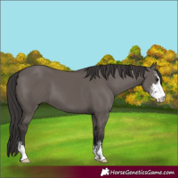Horse Color:Smoky Grullo Sabino 