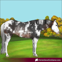 Horse Color:White Spotted Brown Splash Rabicano 