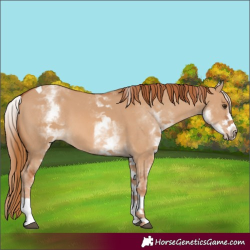 Horse Color:White Spotted Red Dun Tobiano 