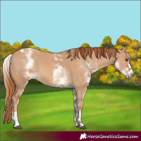 Horse Color:White Spotted Red Dun Tobiano 