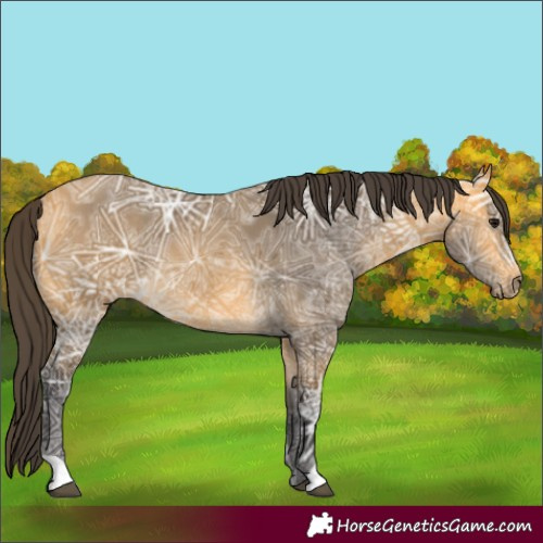 Horse Color:Buckskin Ice Rabicano 