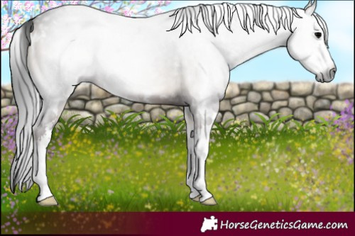 Horse Color:Gray White Spotted Blue Onyx Splash 