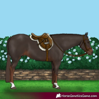 Horse Color:Liver Chestnut 