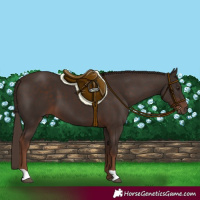 Horse Color:Liver Chestnut 