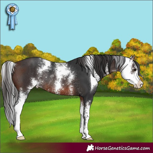 Horse Color:Brown Sabino Rabicano