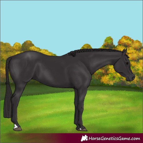 Horse Color:Smoky Black 