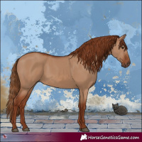 Horse Color:Red Dun 