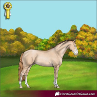 Horse Color:Buckskin Pearl Sabino Rabicano