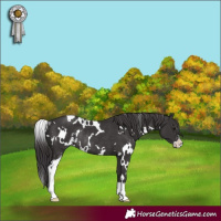Horse Color:White Spotted Smoky Black Sabino Rabicano 