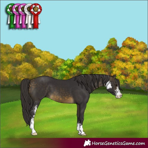 Horse Color:Buckskin Sabino