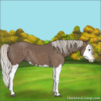 Horse Color:Silver Black Splash 