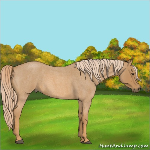 Horse Color:Red Roan 