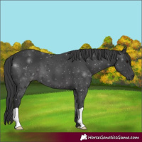 Horse Color:Black 
