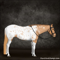 Horse Color:Chestnut Tobiano Appaloosa 