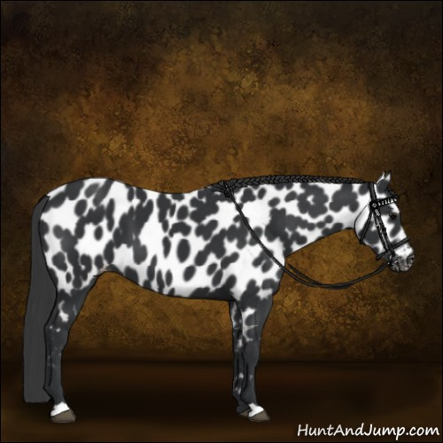 Horse Color:Black Appaloosa 