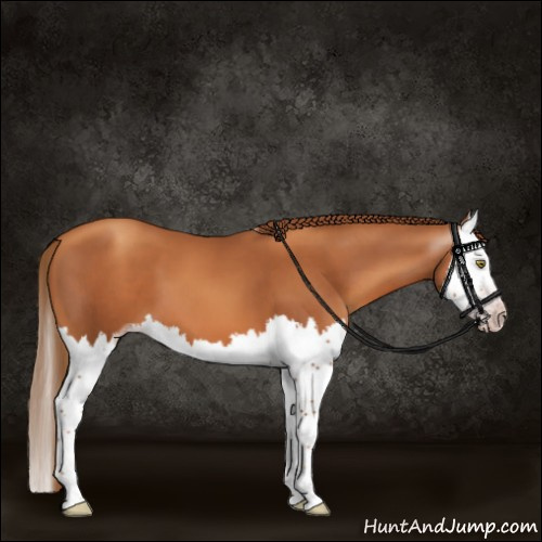 Horse Color:Gray Gold Champagne Splash