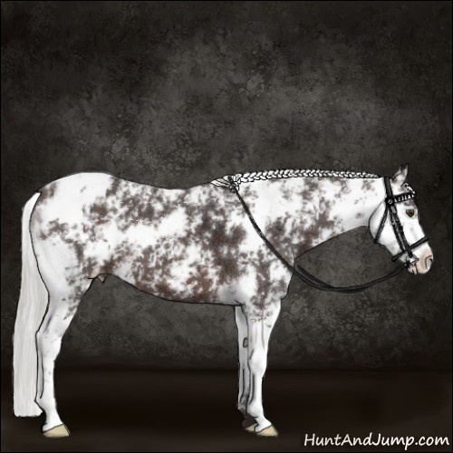 Horse Color:Silver Brown Sabino
