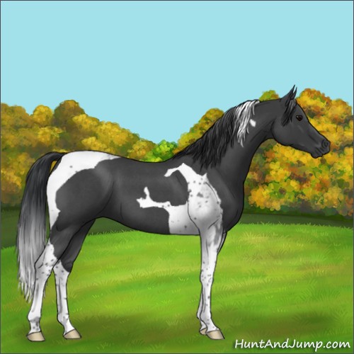 Horse Color:Blue Roan Tobiano 