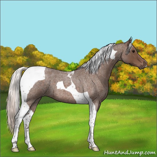 Horse Color:Silver Blue Roan Tobiano 