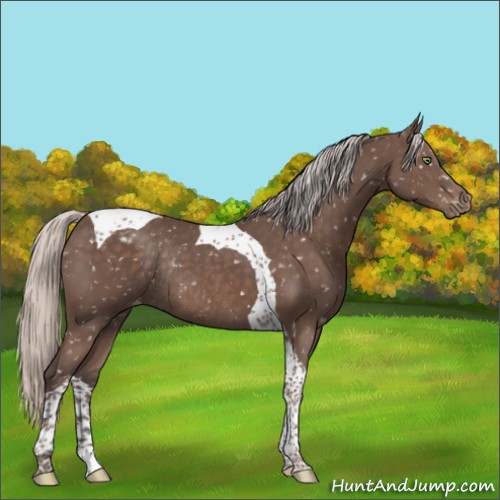 Horse Color:Silver Black Tobiano Appaloosa Rabicano 