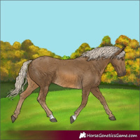 Horse Color:Chocolate Palomino 