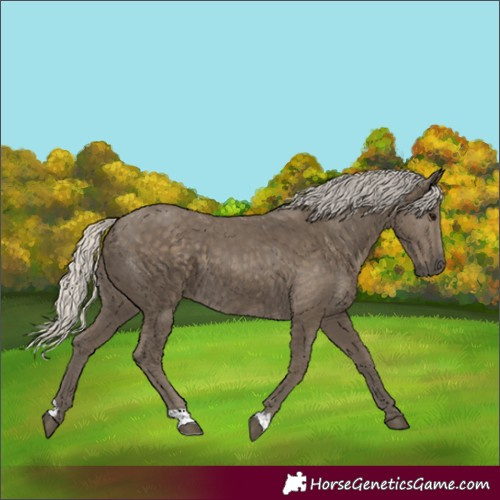 Horse Color:Silver Smoky Black