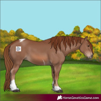 Horse Color:Chestnut Tobiano