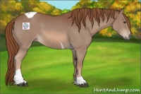 Horse Color:Chestnut Tobiano 