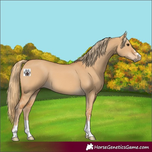 Horse Color:Red Dun 