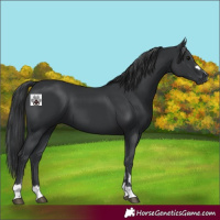Horse Color:Black 