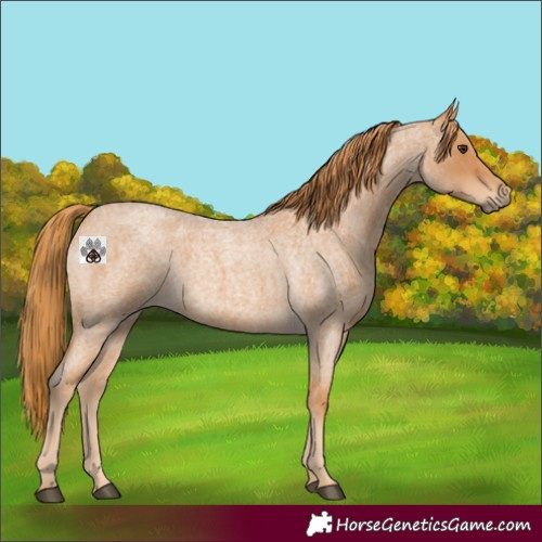 Horse Color:Red Roan 