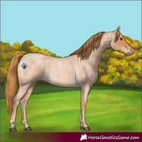 Horse Color:Red Roan 