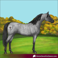 Horse Color:Blue Roan 