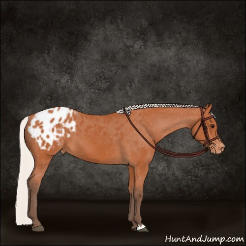 Horse Color:Silver Bay Appaloosa 