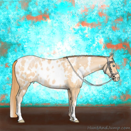 Horse Color:White Spotted Buckskin Pearl Appaloosa 
